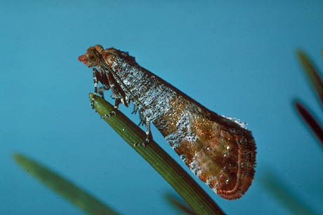 Western pine tip moth, a similar species